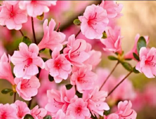 Butterfly Gifts & Fresh Flowers